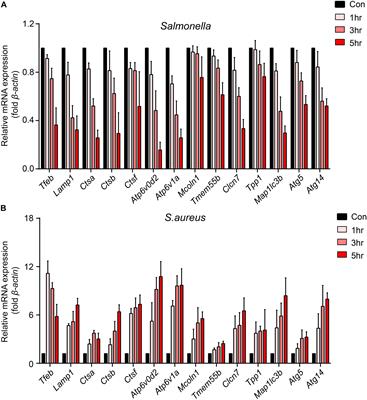 Salmonella and S. aureus Escape From the Clearance of Macrophages via Controlling TFEB